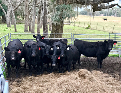 cattle in a fenced pen
