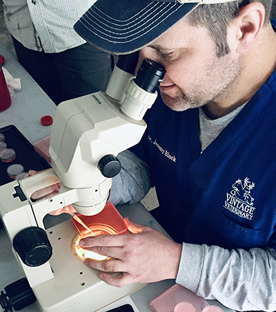 dr jeremy block looking through a microscope of bovine embryo