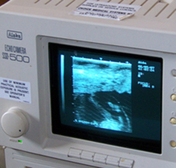 ultrasound machine detecting bovine pregnancy